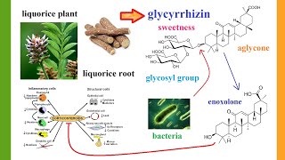 glycyrrhizinate [upl. by Eenad]