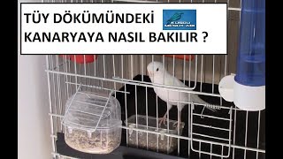 Tüy Dökümündeki Kanaryaya Nasıl Bir Bakım Uygulanmalı [upl. by Wiggins978]