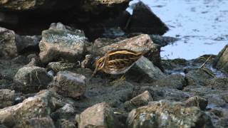 Jack Snipe  Lymnocryptes minimus [upl. by Kerrison]