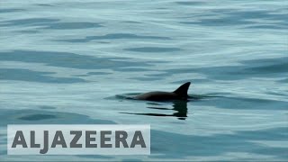 Saving the almost extinct vaquita porpoise [upl. by Xxam]