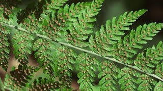 spiny wood fern  Dryopteris expansa Identification and characteristics [upl. by Gabrielle]