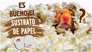 POR QUE USAR SUSTRATO DE PAPEL CON MI HAMSTER [upl. by Nedra]