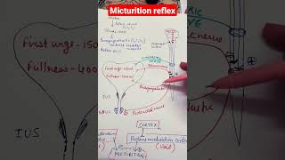 Micturition reflexphysiology mbbs neet renalphysiology [upl. by Peregrine]