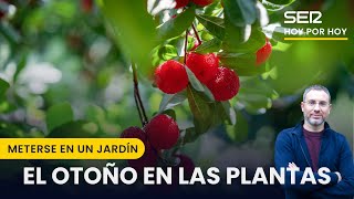 🍒 El otoño en las plantas y en su maduración  Meterse en un jardín con Eduardo Barba [upl. by Siri]