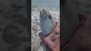 Redfish release only catchandrelease fishing for redfish in the Indian River Lagoon region [upl. by Yrrol43]