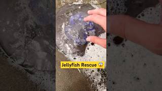 Eating Sea Foam amp Rescuing Jellyfish animals nature shorts [upl. by Enneyehc]