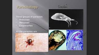 Microbiology Parasitology  Protozoans [upl. by Arahset]