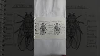 Drosophila male drosophila female drawing shorts shortvideoviral [upl. by Iroj]