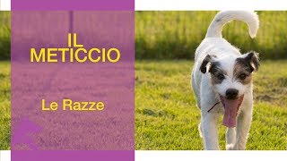 Il METICCIO  Le Razze [upl. by Woodsum]