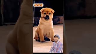 Cutest doggie ever viralshort doglover trendingshorts youtubeshorts [upl. by Mailand]