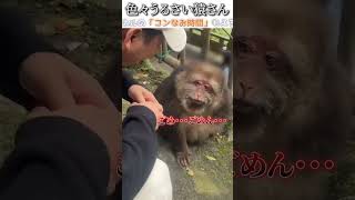 動物のおもしろ動画にツッコミどころ満載なアフレコしてみた＃197【お猿さん】【ハプニング映像】shorts アフレコ 面白動画 [upl. by Edurtreg]