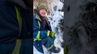 Trappers logbook 1wolverine trapline albertacanada alberta winter wolverine youtube bushman [upl. by Lyrehc]