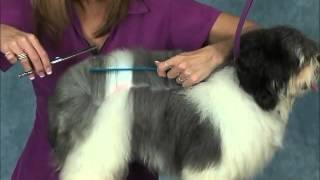 How to Groom a Havanese Jodi Murphy Instructional Series [upl. by Stevana]