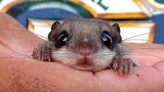 Flying Squirrel3 Amazing Facts [upl. by Assitruc]