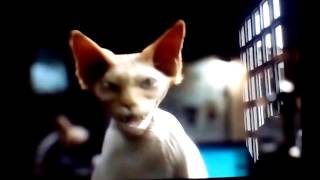 Cats amp dogs 2 the revenge of kitty galore intro 2010 [upl. by China713]