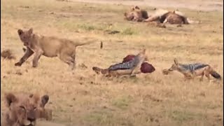 🥩 Meat Madness in Amboseli 🐺 Jackal Outfoxes Lions 🦁 Jackal Lion Amboseli Wildlife EpicFail [upl. by Arriec]