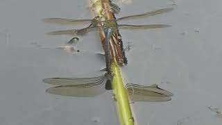 Dragonflies On the MOVE and Sitting in the Parks Pond [upl. by Assille]