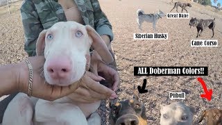 MUST WATCH Extremely Rare Dogs Inside Dog Park White Doberman Cane Corso ect [upl. by Irrehs818]