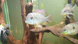 HD Gymnogeophagus balzanii breeding colony update [upl. by Beulah]