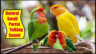 Talking sounds of sweet African love birds episode1 [upl. by Seaver]