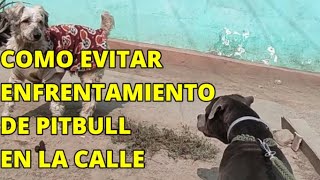 Como ADIESTRAR a un perro PITBULL AGRESIVO para poder pasear por la calle sin que ATAQUE A PERROS [upl. by Sinnoda418]