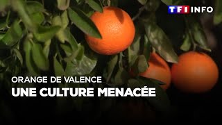 Orange de Valence  une culture menacée [upl. by Anilos]