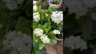 🌱 The Most Beautiful Kalanchoe Flowers in my garden 🥰whitecolour ytshots viralshorts [upl. by Avehstab167]