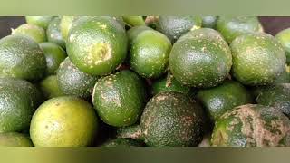 Nutritional facts and health benefits of Calamansi fruits healthbenefits [upl. by Yerfdog]