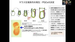 第9回幹細胞生物学講義動画＿前編 [upl. by Enirahtak606]