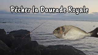 Pêche à la daurade session incroyable ✅️ plus de 10 pièces en 1h [upl. by Chet480]