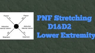 PNF Strengthening D1 and D2 Lower Extremity Flexion and Extension Made Easy [upl. by Nanice716]