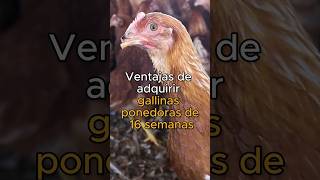 ¡Adquiere tus GALLINAS PONEDORAS de 16 semanas 🐔🐔 [upl. by Block169]