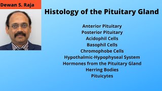 Histology of the Pituitary Gland [upl. by Ardaid]