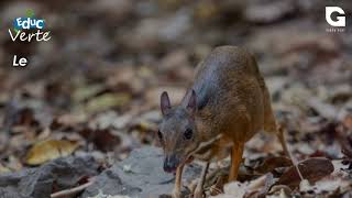 Le chevrotain aquatique [upl. by Shanney]