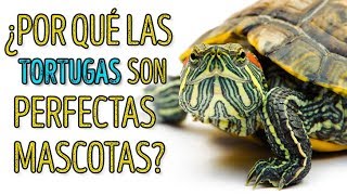 🐢 ¡Las tortugas son increíbles Aquí son 5 hechos para probarlo [upl. by Clein970]