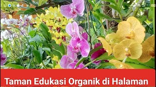 Wisata Edukasi organik di kebun halaman sendiri garden home flowers flower urbangarden [upl. by Weisbrodt]