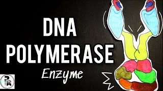 DNA Polymerase Enzyme paperpenbiology DNA Pol 1 amp 3 function in DNA Replication [upl. by Reiss]