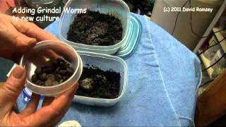 Starting White worm and Grindal Worm Culture part 2 [upl. by Astrix745]