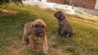 Fila Brasileiro Puppies out of Valquiria Da Floresta De Varando and Diamante Sao Jose Da Lapa [upl. by Phillie]