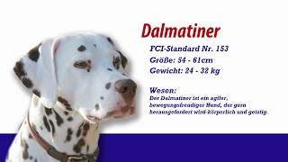 Meister PETz TV  Dalmatiner [upl. by Whitehurst]