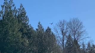 Skagit River Bald Eagle [upl. by Felicidad]