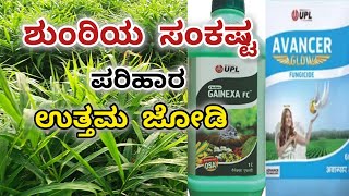 ಶುಂಠಿ ಬೆಳೆ  ವಾತಾವರಣದಲ್ಲಿ ಬದಲಾವಣೆ  ಪರಿಹಾರ ಕ್ರಮ  UPL GAINEXA  AVANCER GLOW [upl. by Whitcomb]