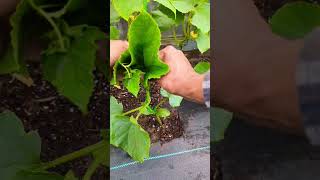 How to tie cucumber plants on a string trellis growing vertically shorts [upl. by Saxon]