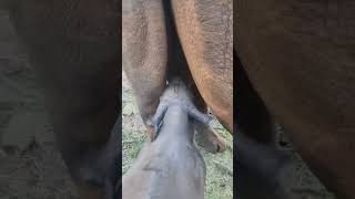 Baby rhino drinking milk [upl. by Shayna]