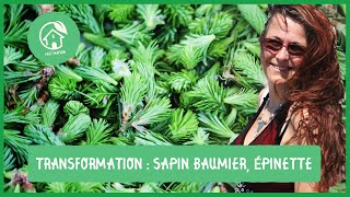 Sapin baumier et épinettes transformations et productions de produits de terroir [upl. by Aenej]