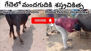 గేదెలో మందగుదికి శస్త్రచికిత్స  Upward fixation of patella  Medial patellar desmotomy  Buffalo [upl. by Buff]