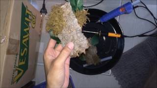 Stromatopelma calceatum Feather Leg Baboon Setup amp Rehousing [upl. by Sartin]