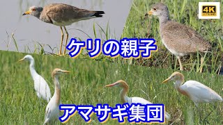 八尾市で野鳥観察「ケリの親子とアマサギ集団」 [upl. by Brigitta]