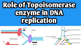 Role of topoisomerase enzyme in DNA replication  functions of topoisomerase enzyme  biology class [upl. by Lindi]