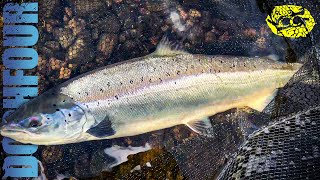 27lb of salmon caught on the fly in two casts  Dochfour  salmon fishing Scotland 2023 🏴󠁧󠁢󠁳󠁣󠁴󠁿 [upl. by Allen632]